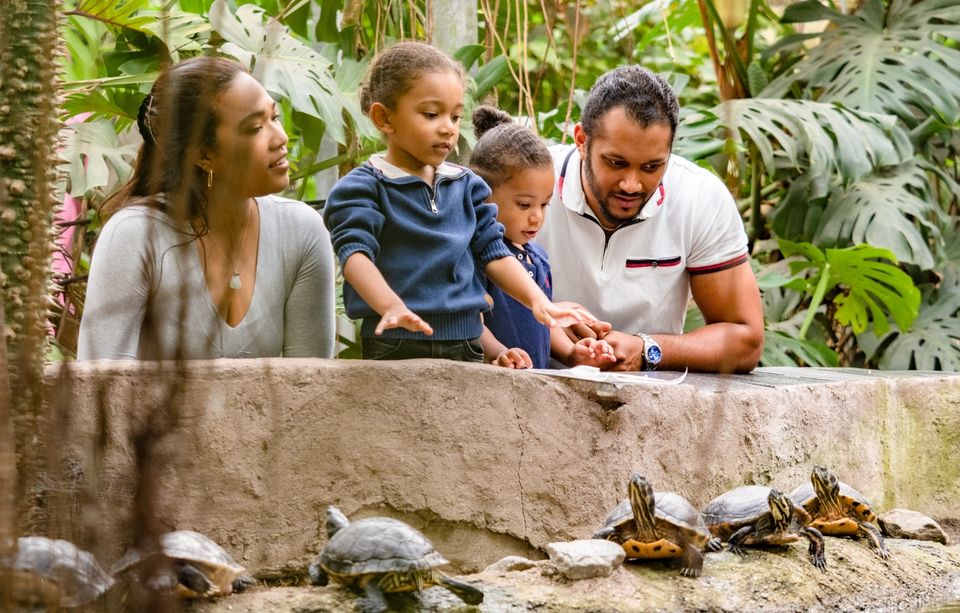 Gezin bekijkt schildpadden in Almere Jungle